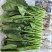 【热卖】莘县精品大叶菠菜种植基地现挖现发新鲜大量上市
