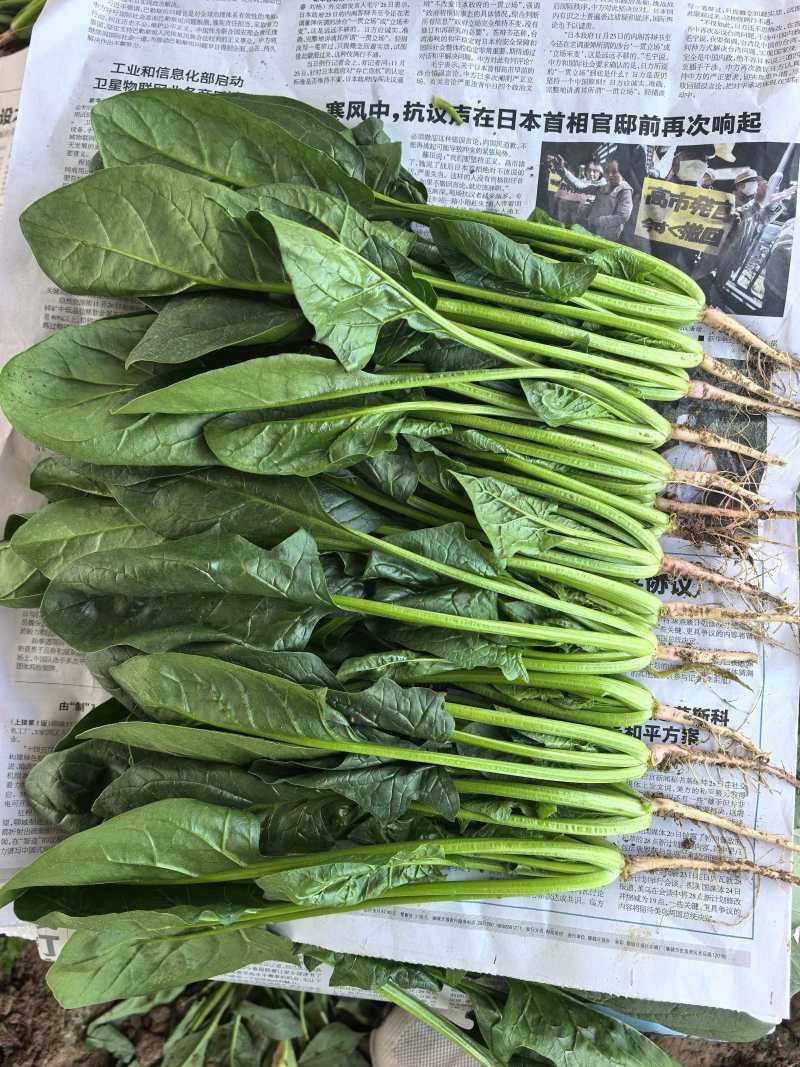 【热卖】莘县精品大叶菠菜种植基地现挖现发新鲜大量上市