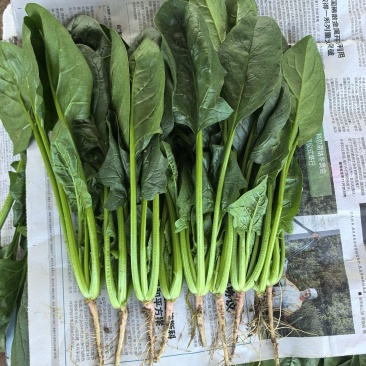 【热卖】莘县精品大叶菠菜种植基地现挖现发新鲜大量上市