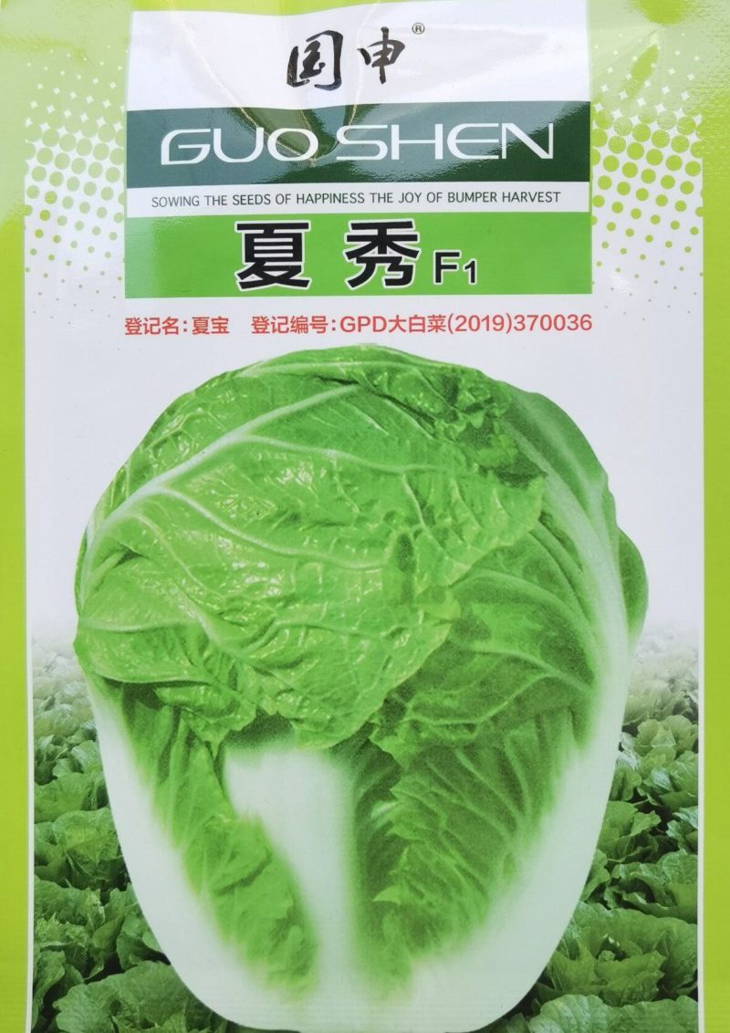 耐热大白菜种子夏秀早熟50天夏播抗热抗高温抗病大白菜种子