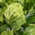 耐热大白菜种子夏秀早熟50天夏播抗热抗高温抗病大白菜种子