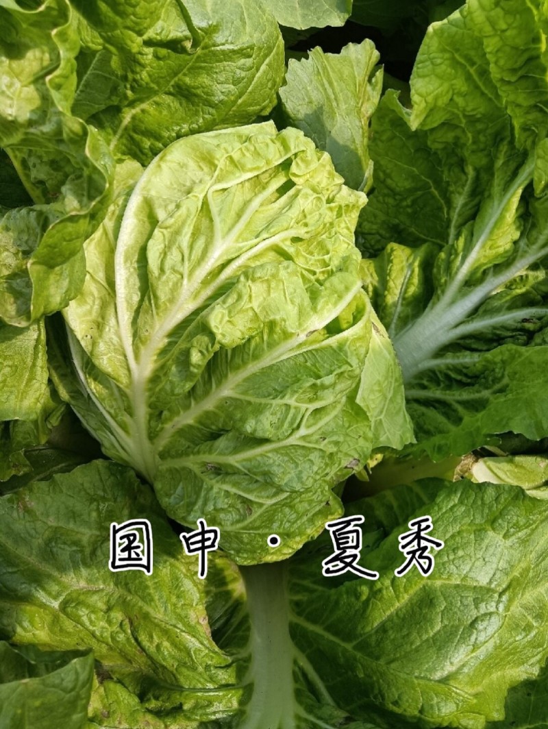 耐热大白菜种子夏秀早熟50天夏播抗热抗高温抗病大白菜种子