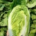 耐热大白菜种子夏秀早熟50天夏播抗热抗高温抗病大白菜种子