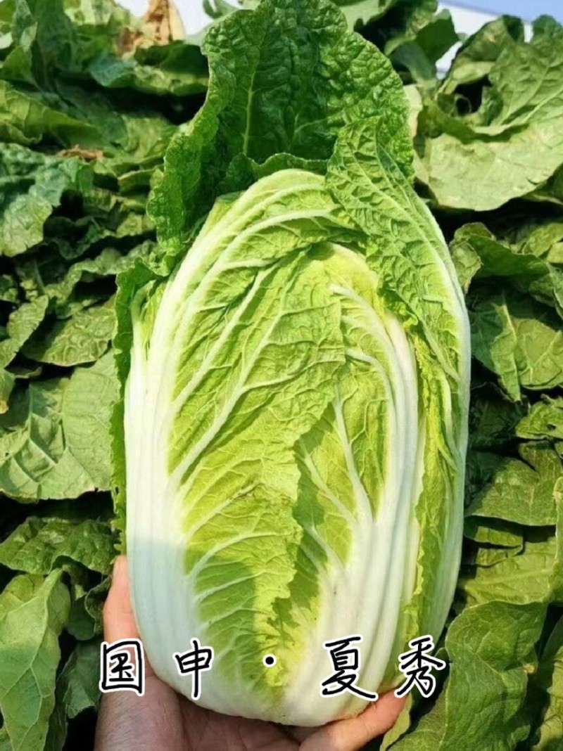 耐热大白菜种子夏秀早熟50天夏播抗热抗高温抗病大白菜种子