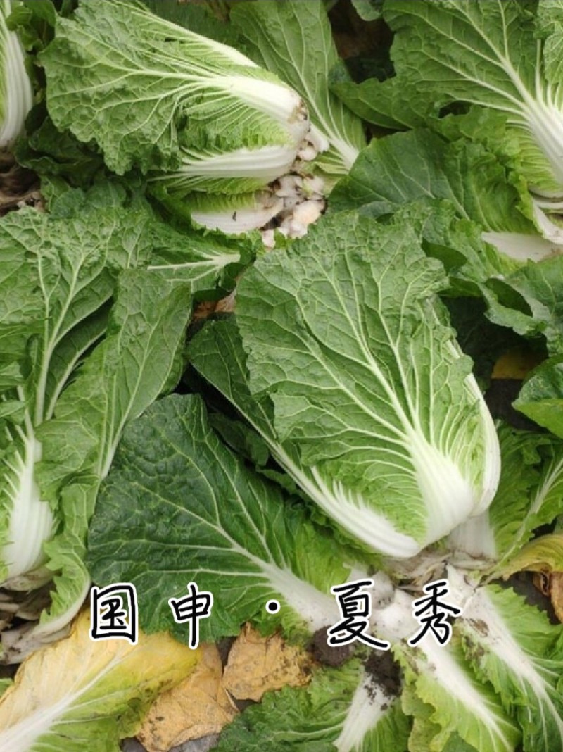 耐热大白菜种子夏秀早熟50天夏播抗热抗高温抗病大白菜种子