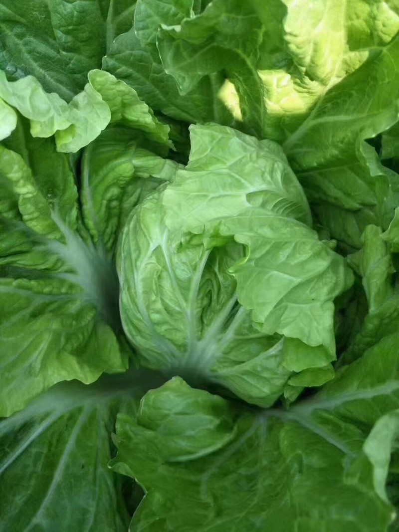耐热大白菜种子夏秀早熟50天夏播抗热抗高温抗病大白菜种子