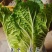 耐热大白菜种子夏秀早熟50天夏播抗热抗高温抗病大白菜种子