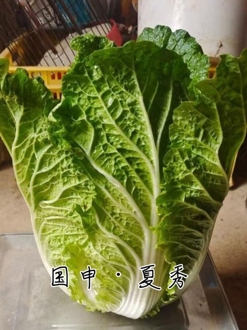 耐热大白菜种子夏秀早熟50天夏播抗热抗高温抗病大白菜种子