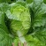 耐热大白菜种子夏秀早熟50天夏播抗热抗高温抗病大白菜种子