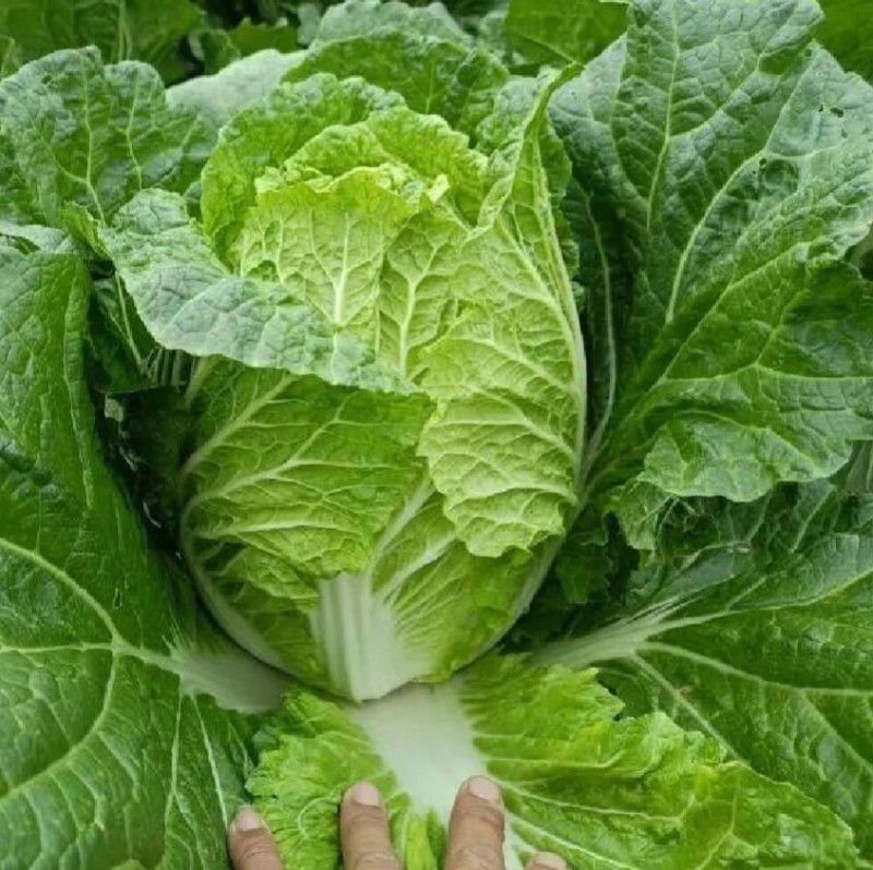 耐热大白菜种子夏秀早熟50天夏播抗热抗高温抗病大白菜种子