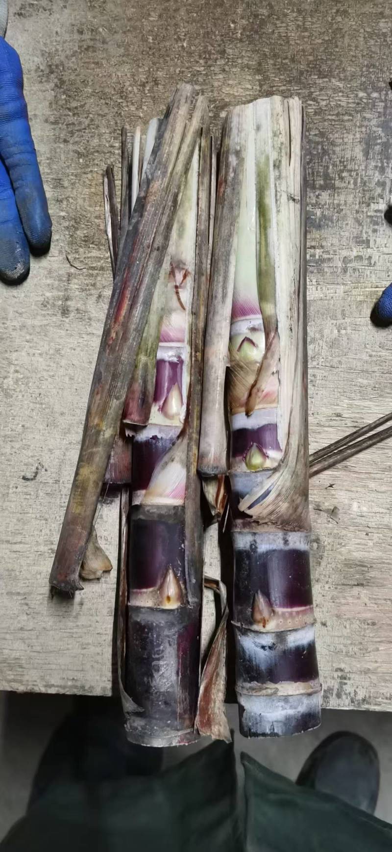甘蔗种，黑皮桂二，广西产地直发，对接全国批发商一手货源