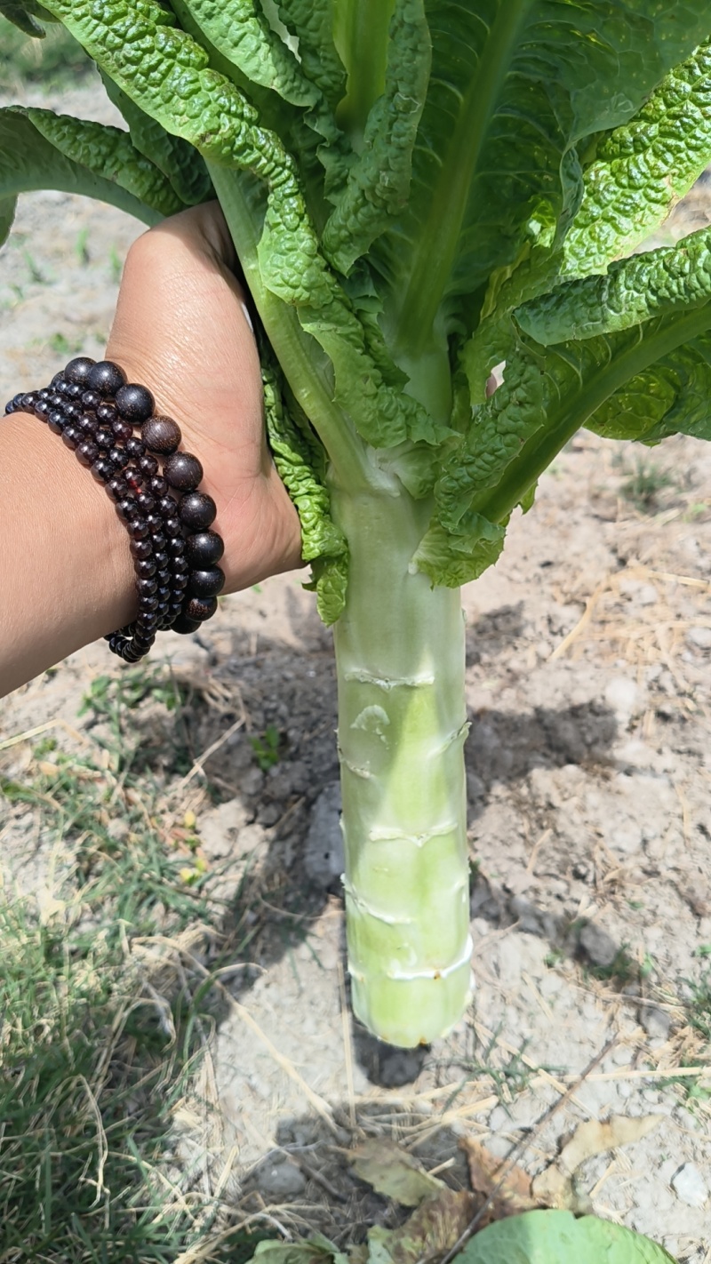 云南莴笋，尖叶莴笋，产地直发，量大从优，可视频看货发全国