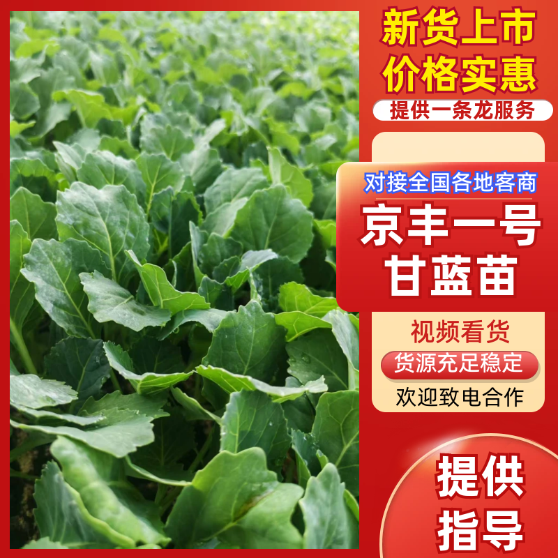 甘蓝苗京丰一号甘蓝苗产地直发量大从优可对接全国客
