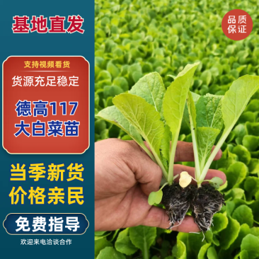 白菜苗德高117大白菜苗量大从优可视频看货对接全国