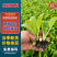 白菜苗德高117大白菜苗量大从优可视频看货对接全国
