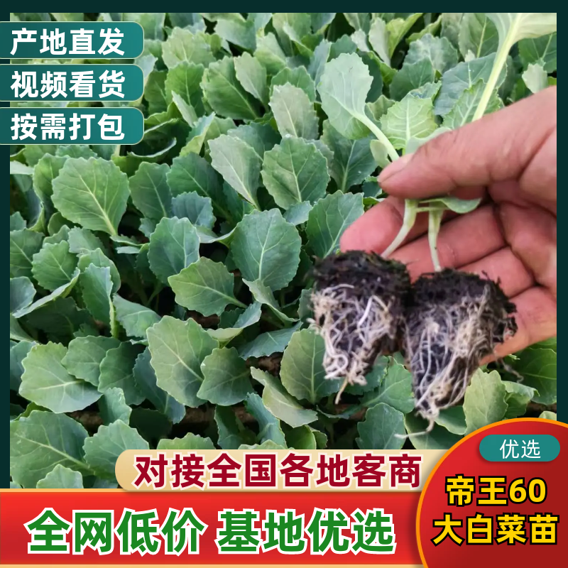 云南高原优选帝王60大白菜苗全程一站式一条龙服务欢迎采购