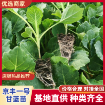 甘蓝京丰一号甘蓝苗产地直发量大从优可视频看货对接全国