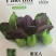 紫罗兰青菜种子籽紫色小油菜种孑紫菘菜种籽阳台盆栽蔬菜种籽