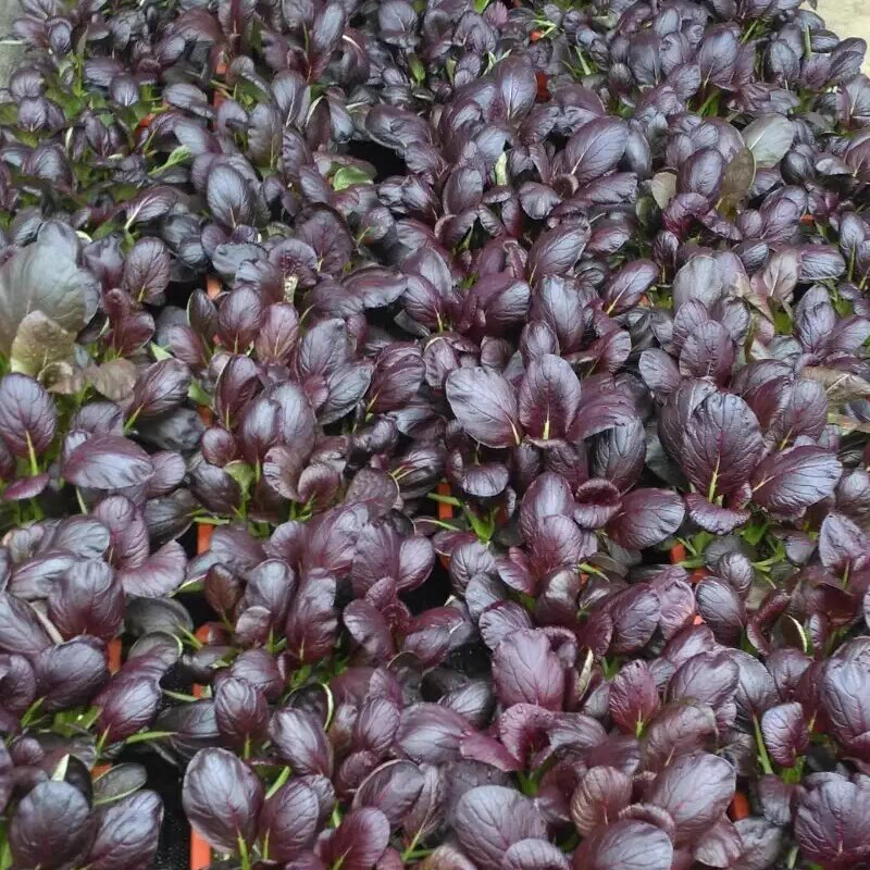 紫罗兰青菜种子籽紫色小油菜种孑紫菘菜种籽阳台盆栽蔬菜种籽