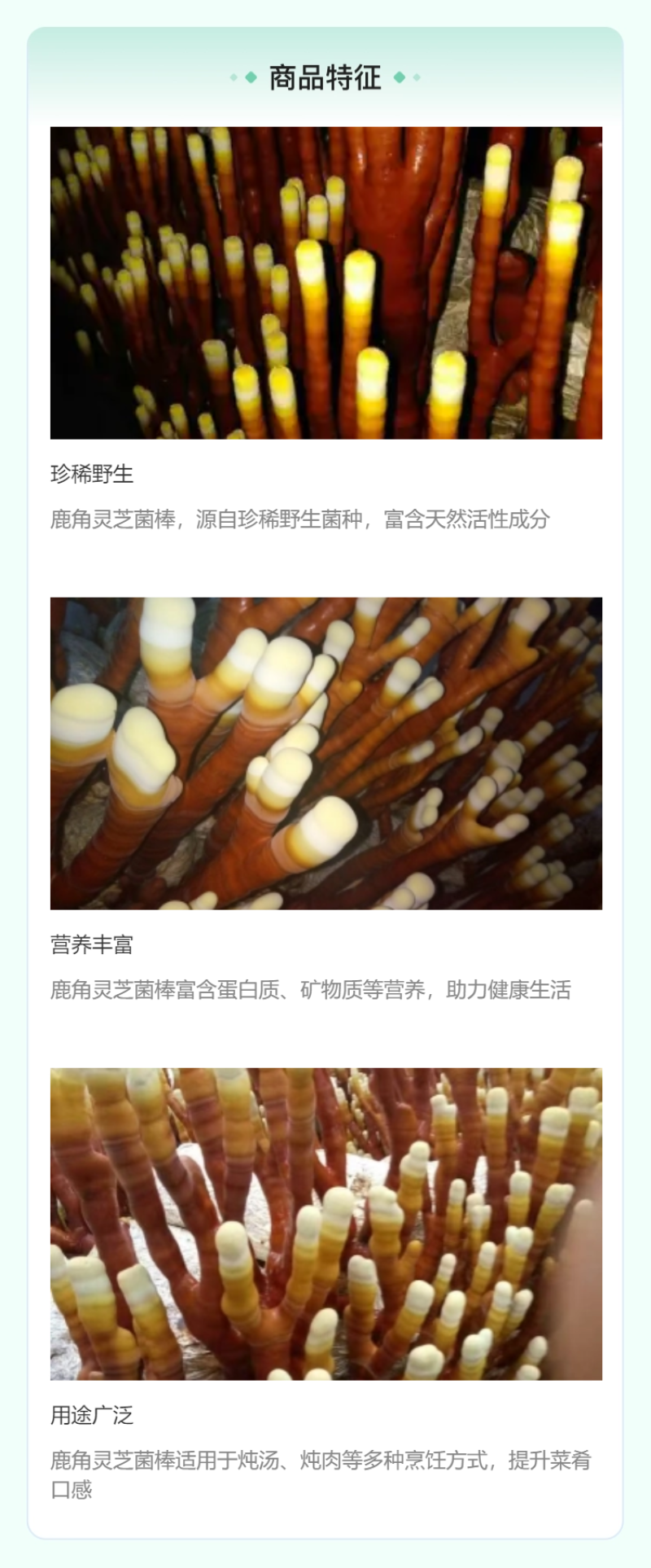 批发鹿角灵芝菌种灵芝草菌包