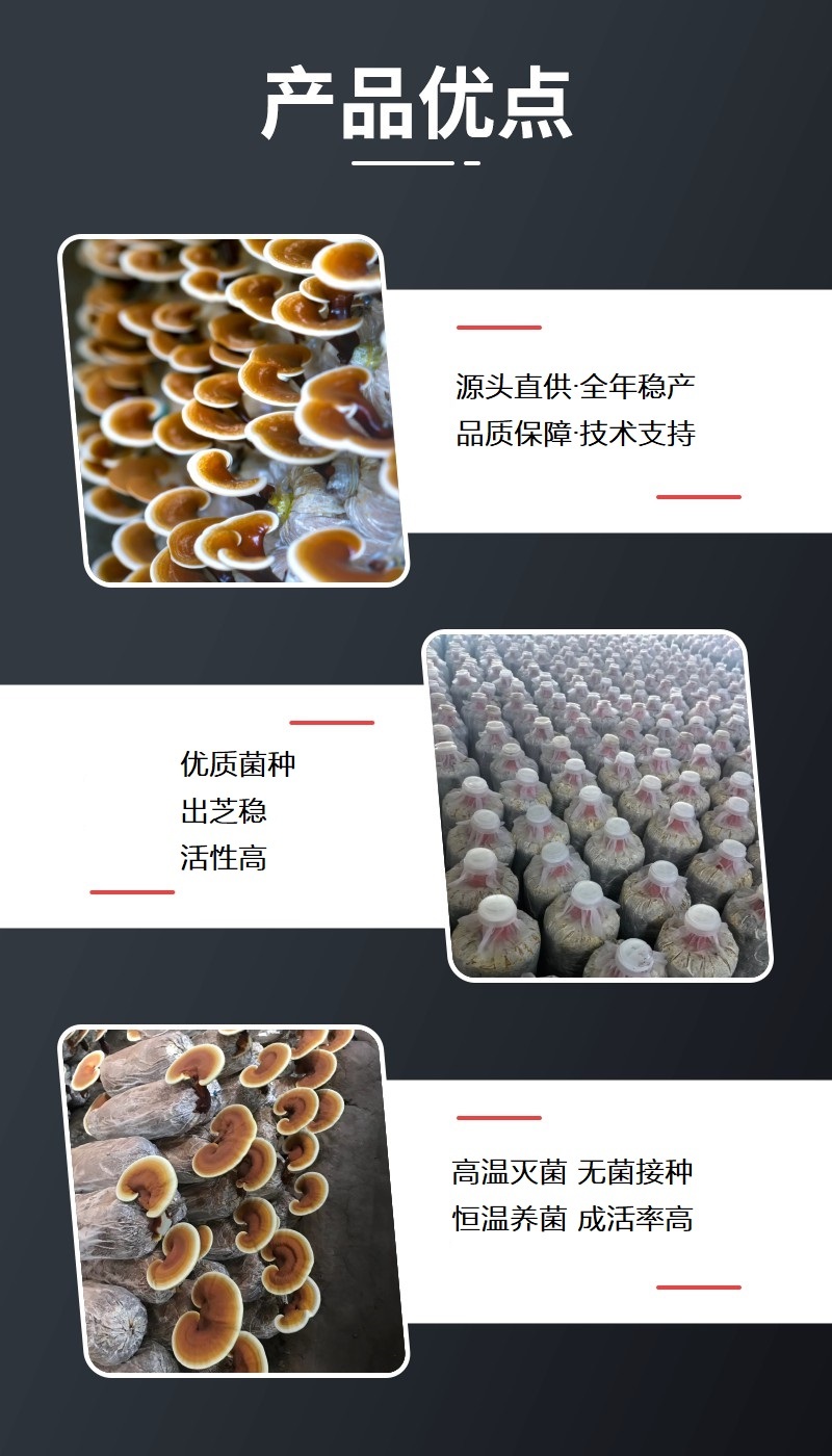 活体灵芝菌种菌包黑灵芝菌棒厂家批发