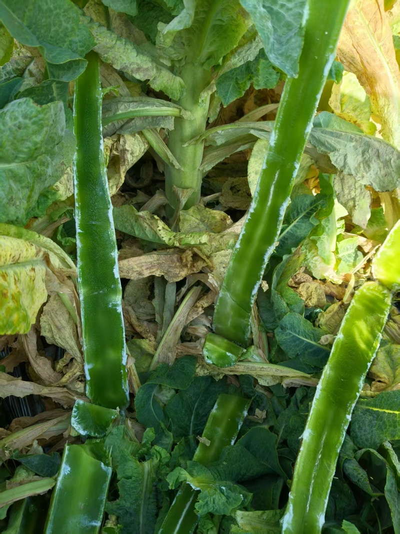 云南莴笋，尖叶莴笋，一手货源，电联价格可谈对接市场批发商