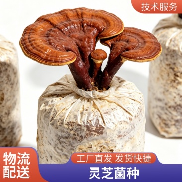 高产灵芝菌种灵芝栽培种观赏灵芝种苗出芝快基地直供