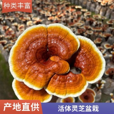 灵芝基地康瑞灵芝菌包厂家泰山灵芝菌棒灵芝种植技指导