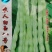 白玉八号芸豆种子白荚四季豆架豆种子无筋高产早熟长豆角种子