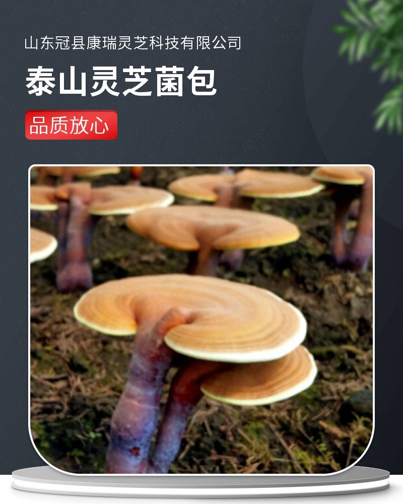 灵芝基地康瑞灵芝菌包厂家泰山灵芝菌棒灵芝种植技指导