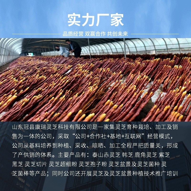 鹿角灵芝整枝干货产地直供灵芝草泡酒煲汤中药材批发