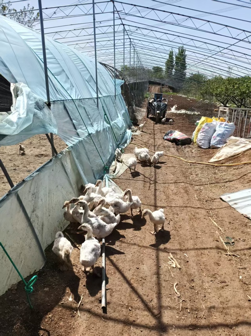 精选三花鹅肉鹅山东农家养殖质量保证量大优惠全国发货