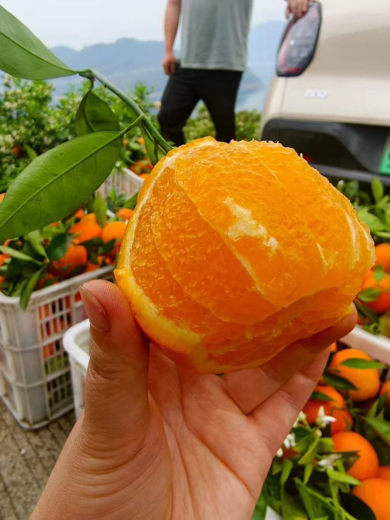 伦晚脐橙基地直发品质保证价格实惠
