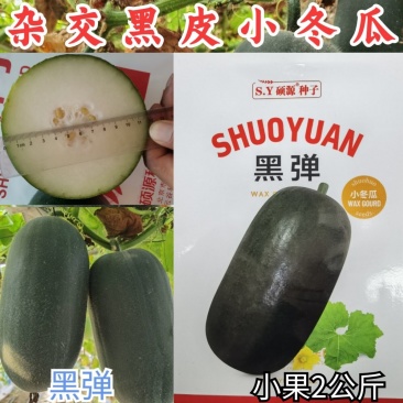 杂交黑皮小冬瓜种子黑弹实心迷你小黑冬瓜水果冬瓜农家蔬菜