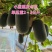 杂交黑皮小冬瓜种子黑弹实心迷你小黑冬瓜水果冬瓜农家蔬菜