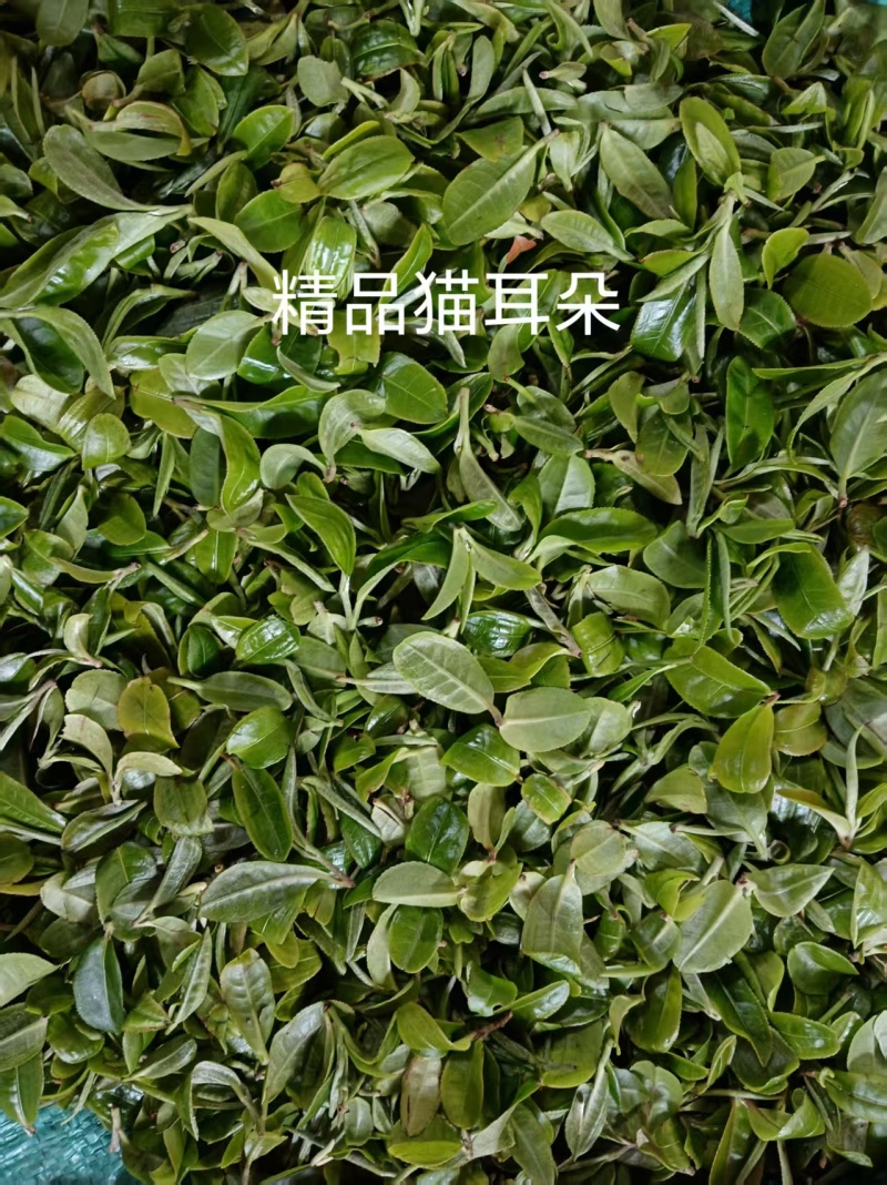 云南普洱茶叶一手货源原产地发货全国接单耐运输全国接单