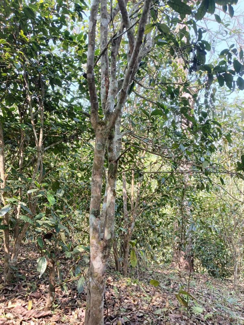 云南普洱茶叶一手货源原产地发货全国接单耐运输全国接单