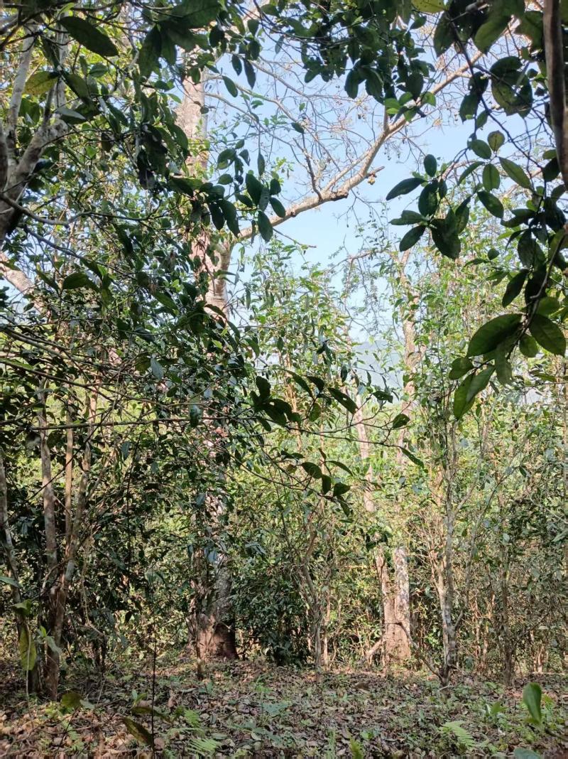 云南普洱茶叶一手货源原产地发货全国接单耐运输全国接单