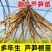 芦笋苗基地，大小苗都有，电商苗，金蝉养殖等
