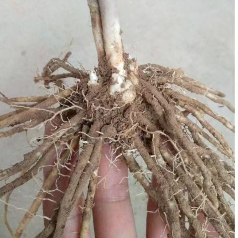 芦笋苗基地，大小苗都有，电商苗，金蝉养殖等
