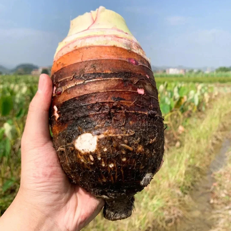广东香芋头供应链电商一件代发批发商超酒店保质保量