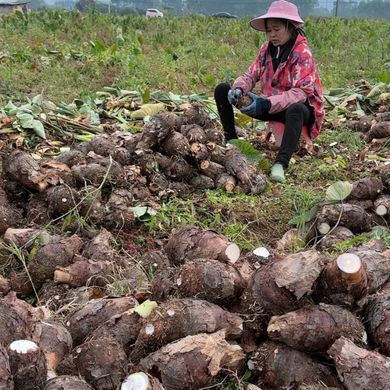 广东香芋头供应链电商一件代发批发商超酒店保质保量