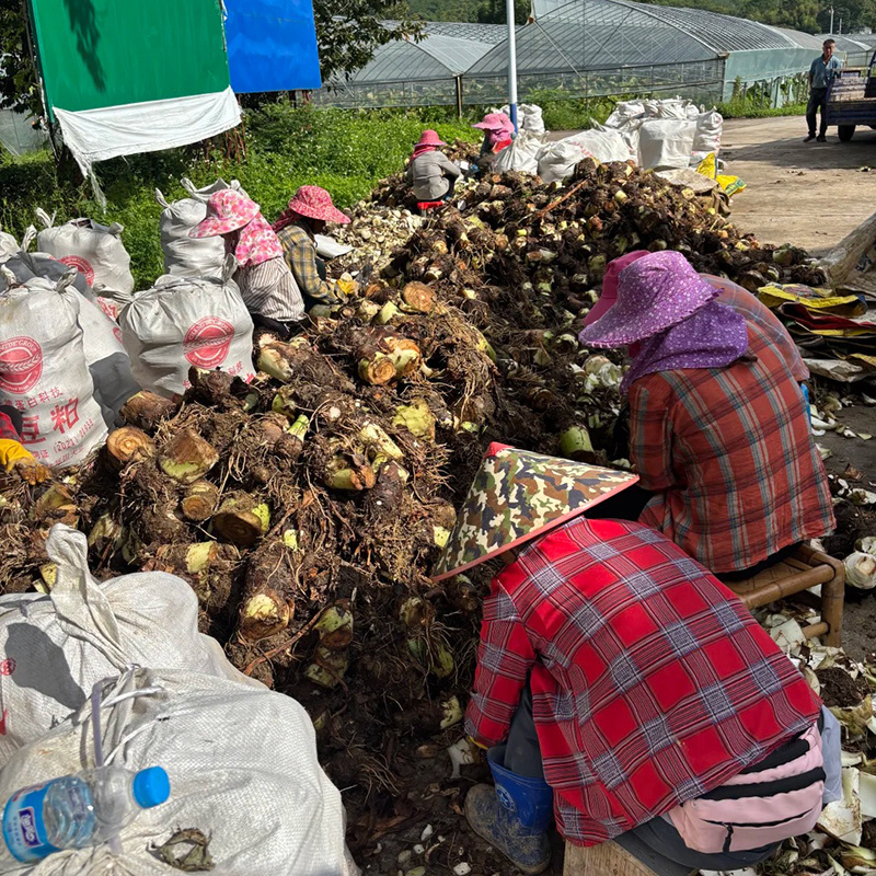 广东香芋头供应链电商一件代发批发商超酒店保质保量