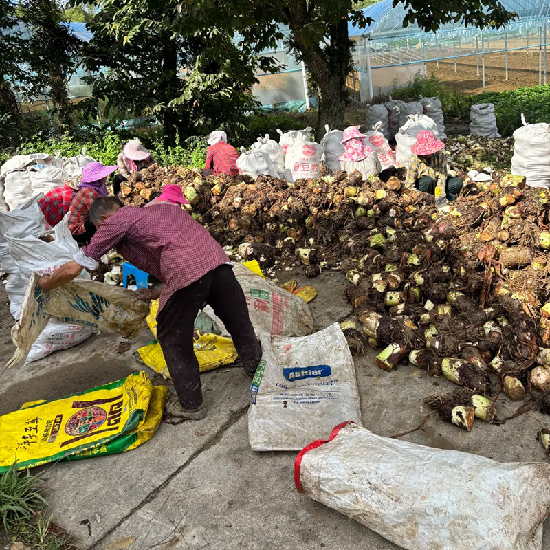 广东香芋头供应链电商一件代发批发商超酒店保质保量