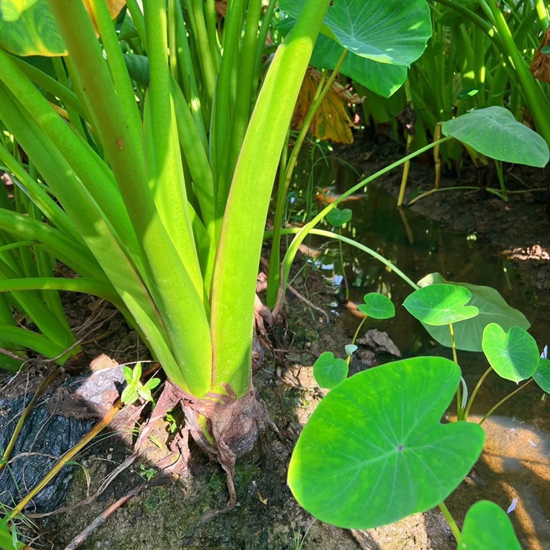 广东香芋头供应链电商一件代发批发商超酒店保质保量