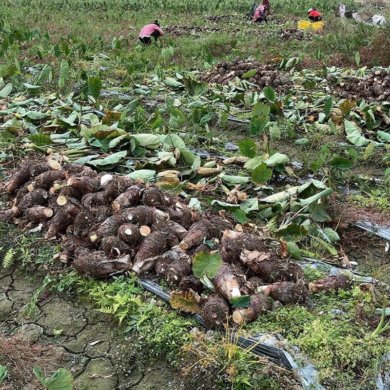 广东香芋头供应链电商一件代发批发商超酒店保质保量