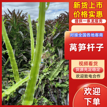 莴笋杆子，尖叶莴笋，云南莴笋，大量现货，规格齐全保质保量