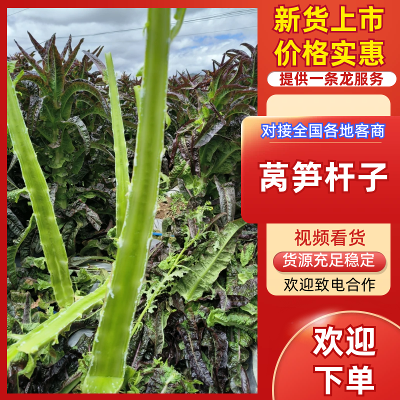 莴笋杆子，尖叶莴笋，云南莴笋，大量现货，规格齐全保质保量