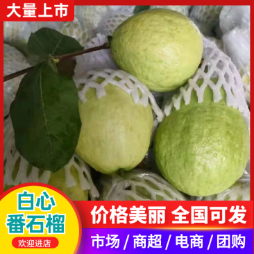 奶油芭乐白心番石榴软糯香甜，大量供应工厂市场电商