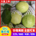 奶油芭乐白心番石榴软糯香甜，大量供应工厂市场电商